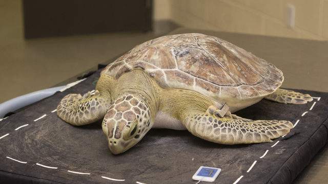 Brevard Zoo to release rehabilitated sea turtle