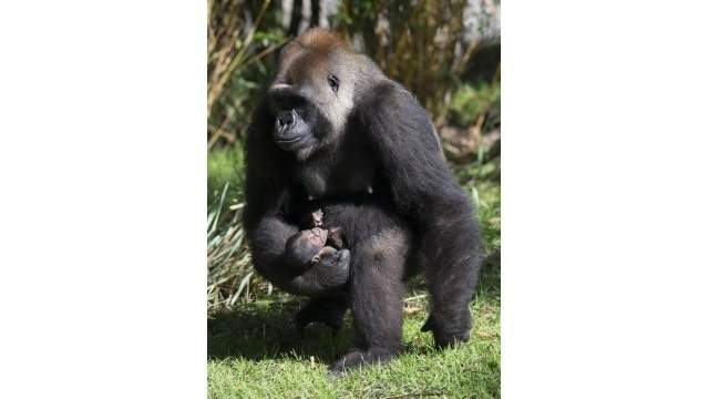 Baby gorilla born at Disney's Animal Kingdom