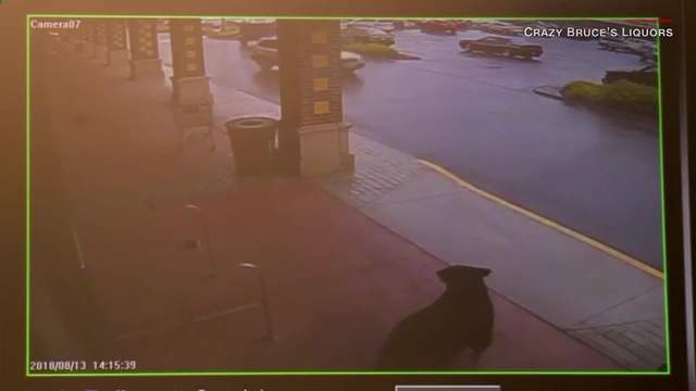 Video: Bear makes unlikely stop in liquor store