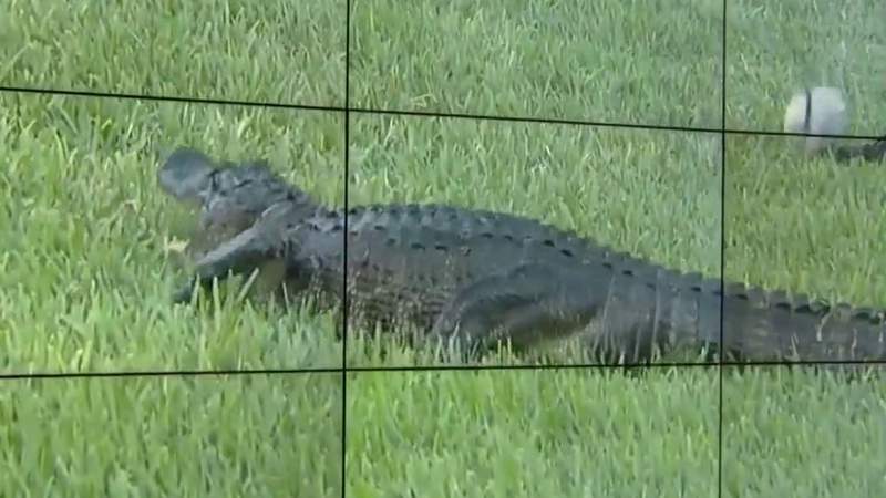 8-foot alligator attacks Florida woman walking dog