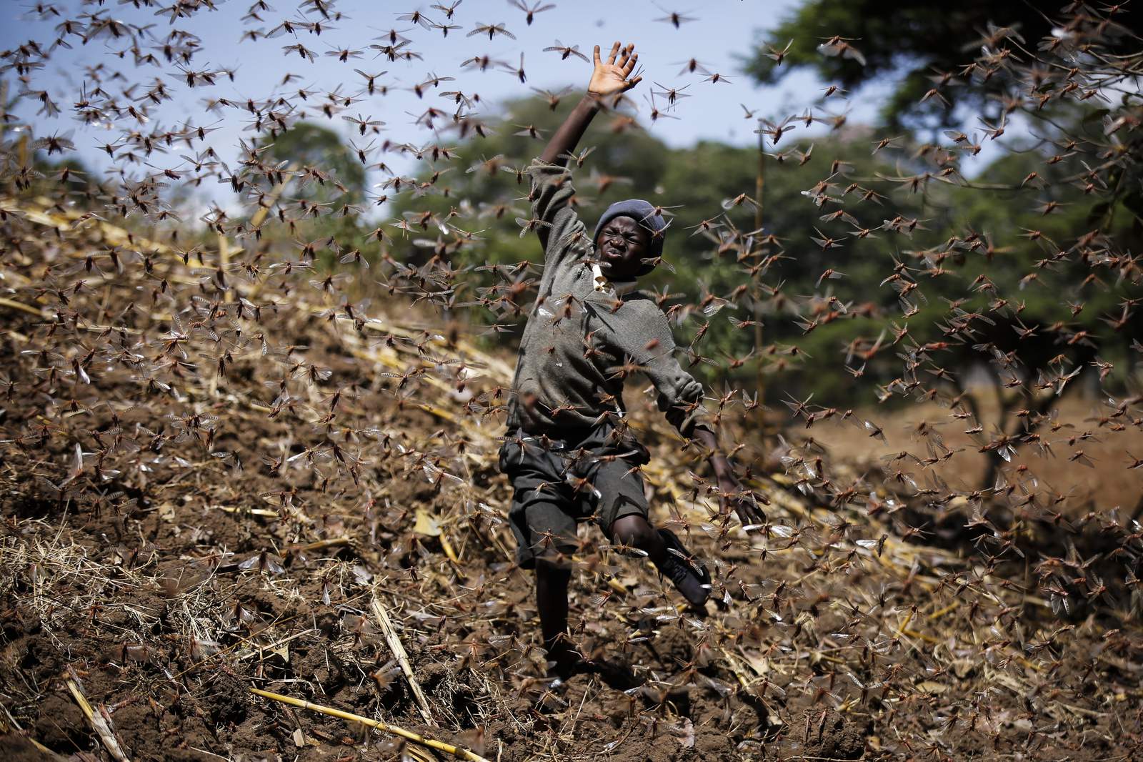 Poor rains bring optimism African locust outbreak will fade