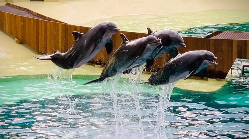 SeaWorld Orlando begins all-new Dolphin Adventures show