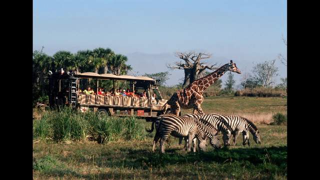Zebras get more room at Disney's Animal Kingdom