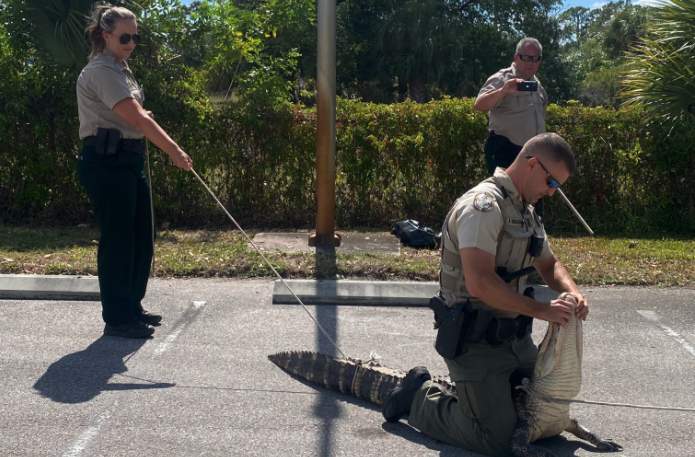‘Hangry’ alligator chases customers through Florida Wendy’s parking lot