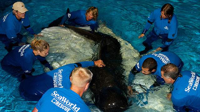Pilot whale dies at SeaWorld Orlando after prolonged medical issues