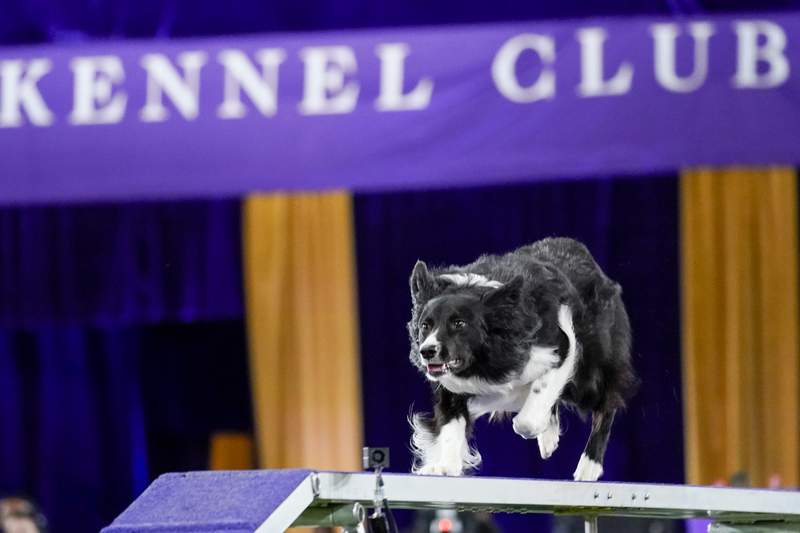 Border collie Verb wins retooled Westminster agility title