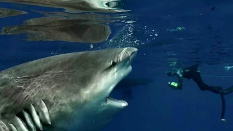 ‘So incredible:’ Florida diver photographs up-close encounter with pregnant bull shark