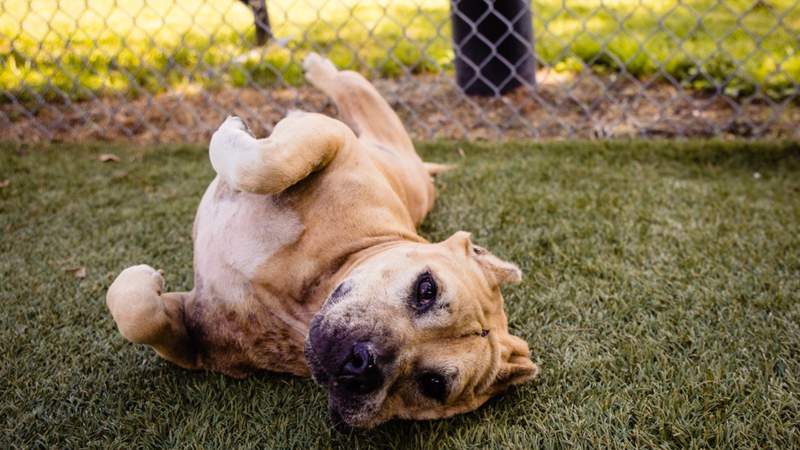 Orange County Animal Services caring for 175 dogs, struggling with capacity