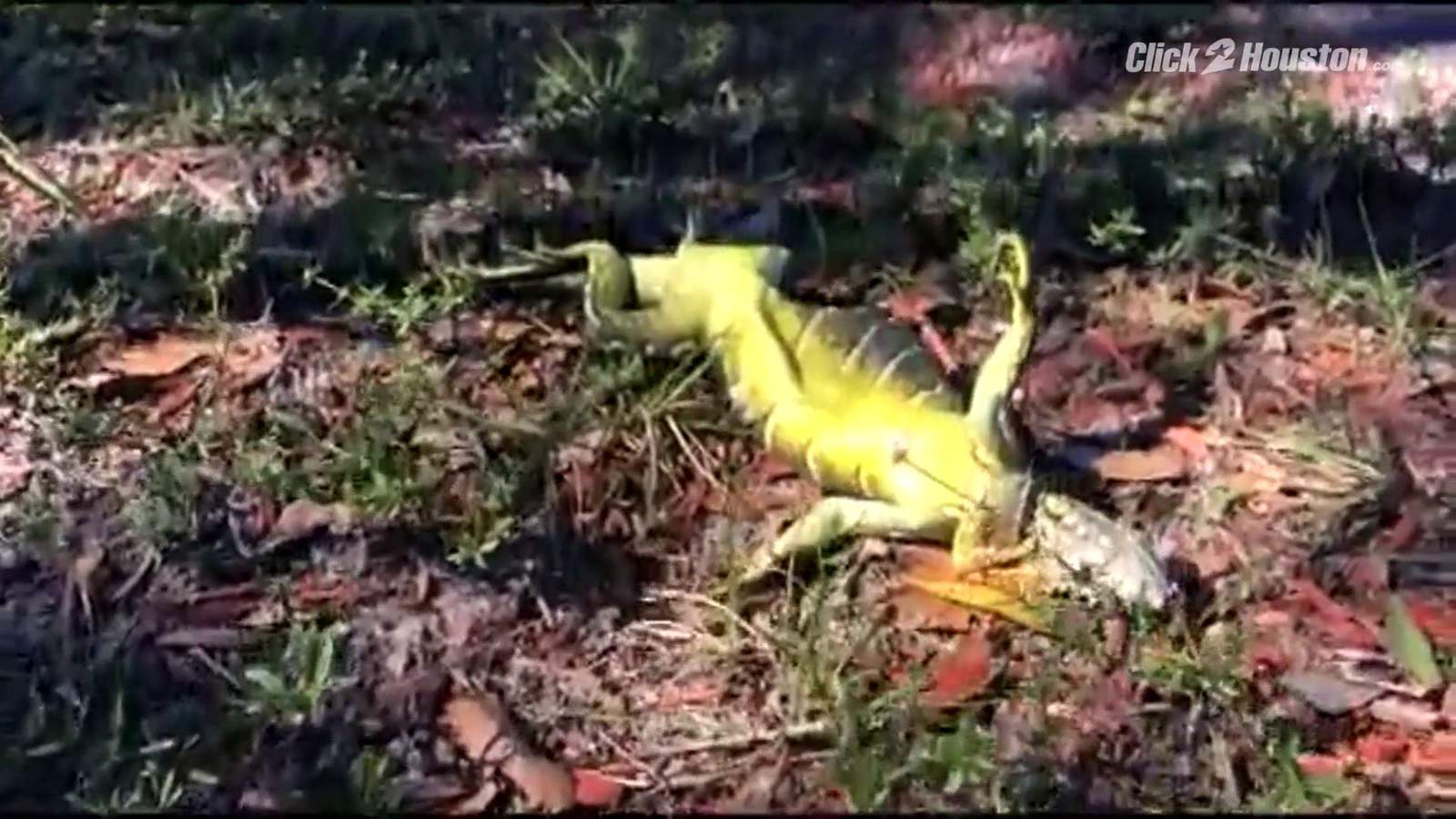 Heads up! Cold-stunned iguanas fall from Florida trees