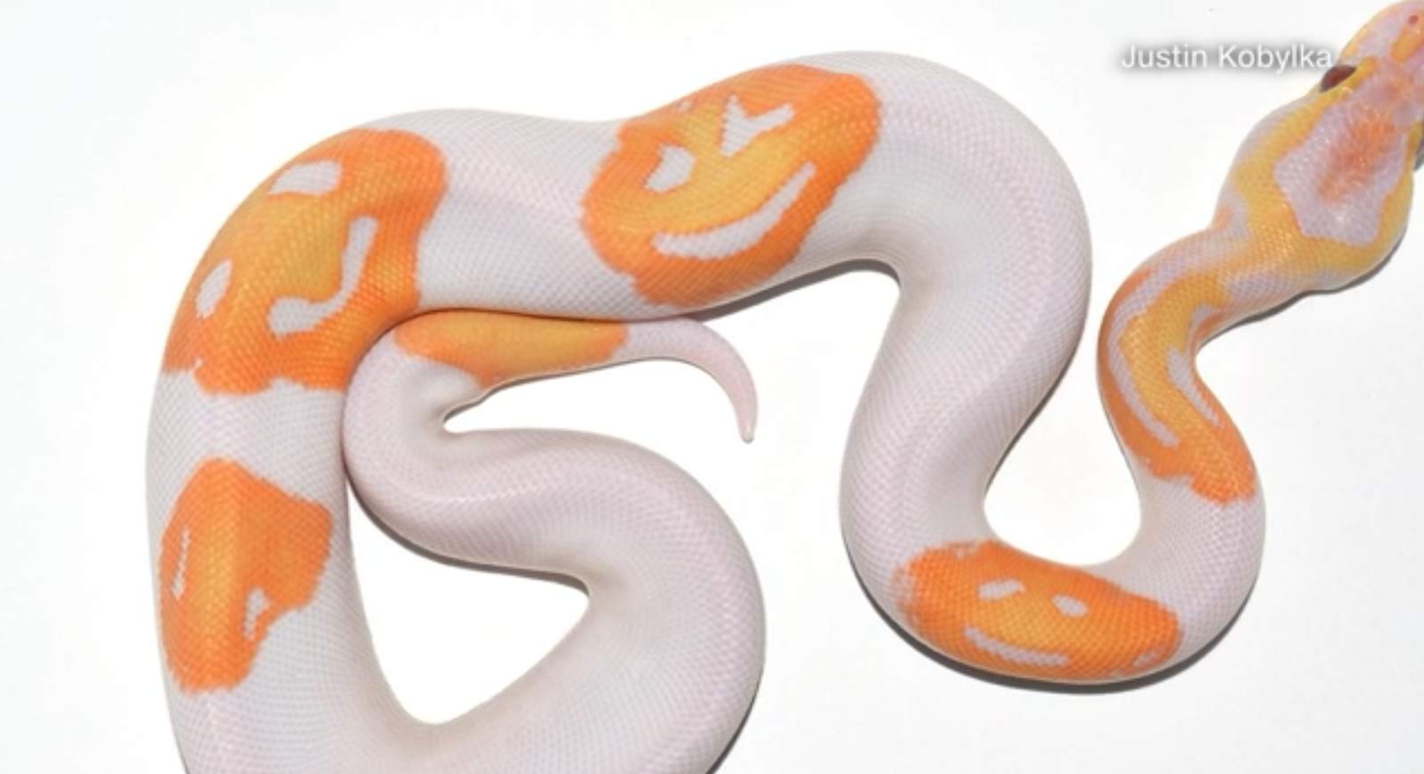 Man breeds smiling emoji snake, sells for $6,000