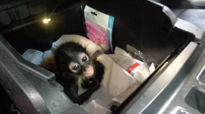 Baby spider monkey flown from Texas to Melbourne to join new Brevard Zoo primate family
