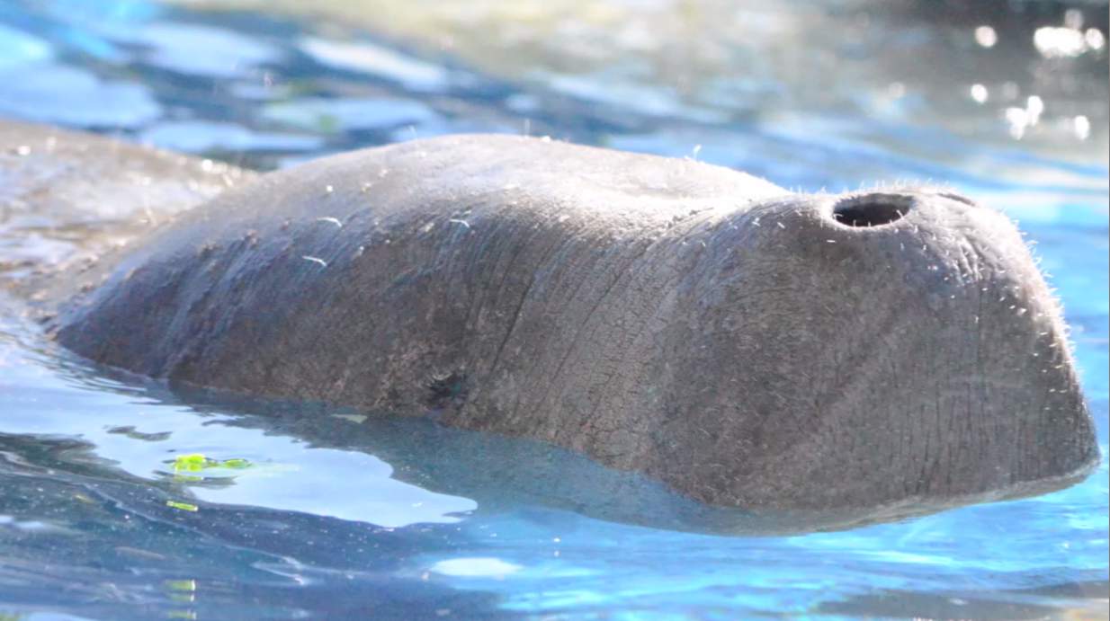 Florida on pace for record number of manatee deaths in 2021