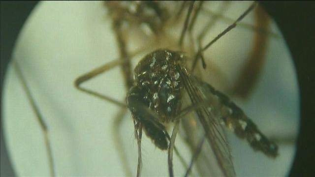 Health officials: 4 new Dengue fever cases in Florida Keys