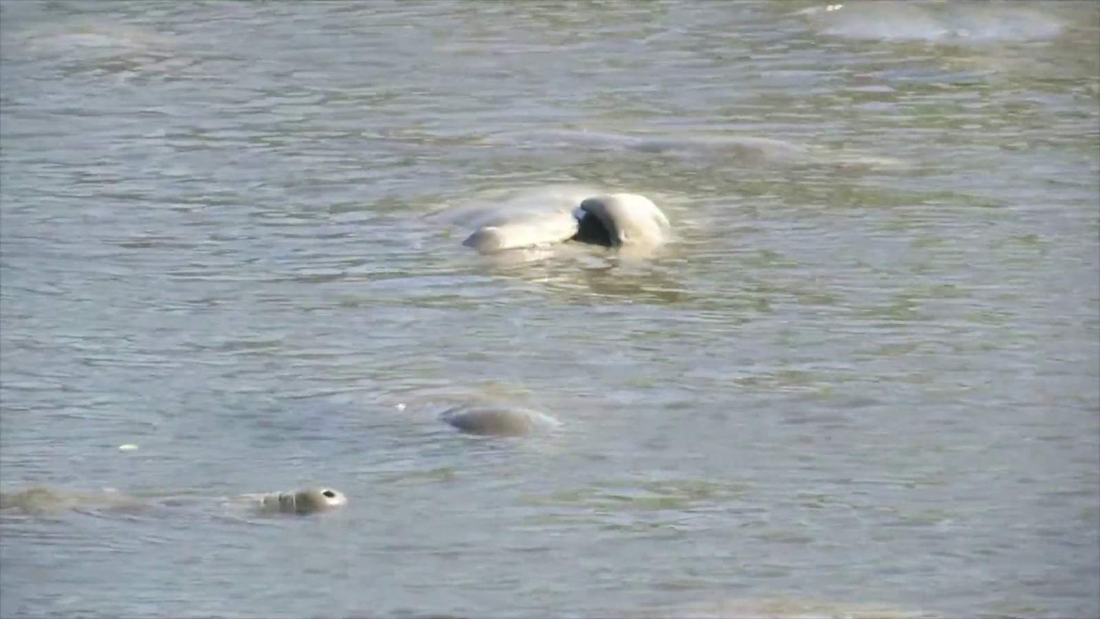 Pandemic and more boats have not been good to Florida manatees
