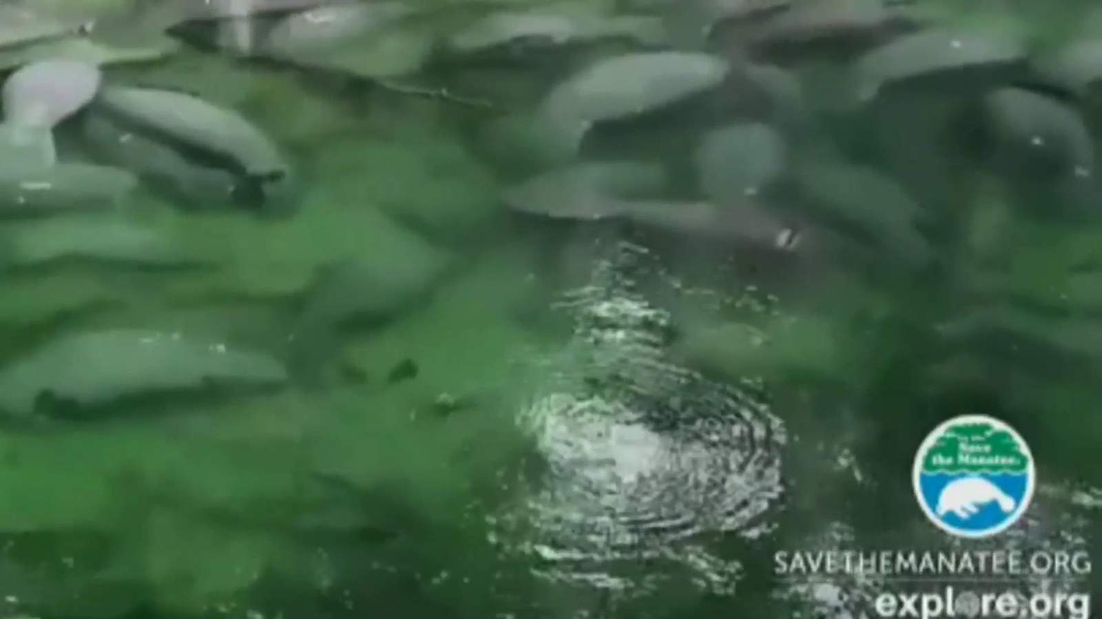 Manatee with tire around belly spotted at Blue Spring State Park Thursday