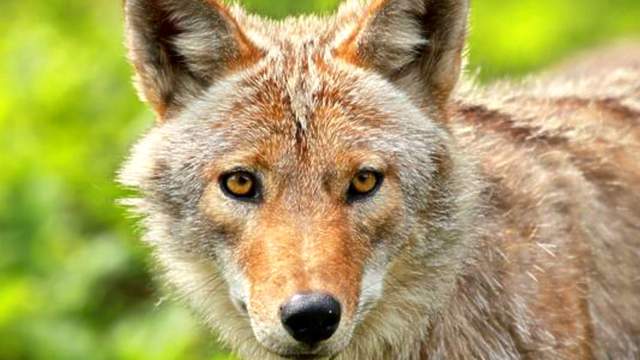 Coyote population booms in Florida