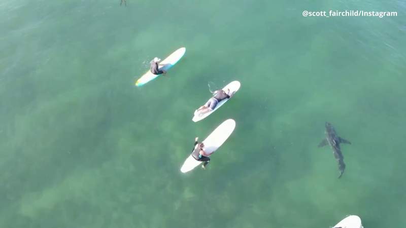 Breathtaking drone videos show sharks swimming peacefully near surfers
