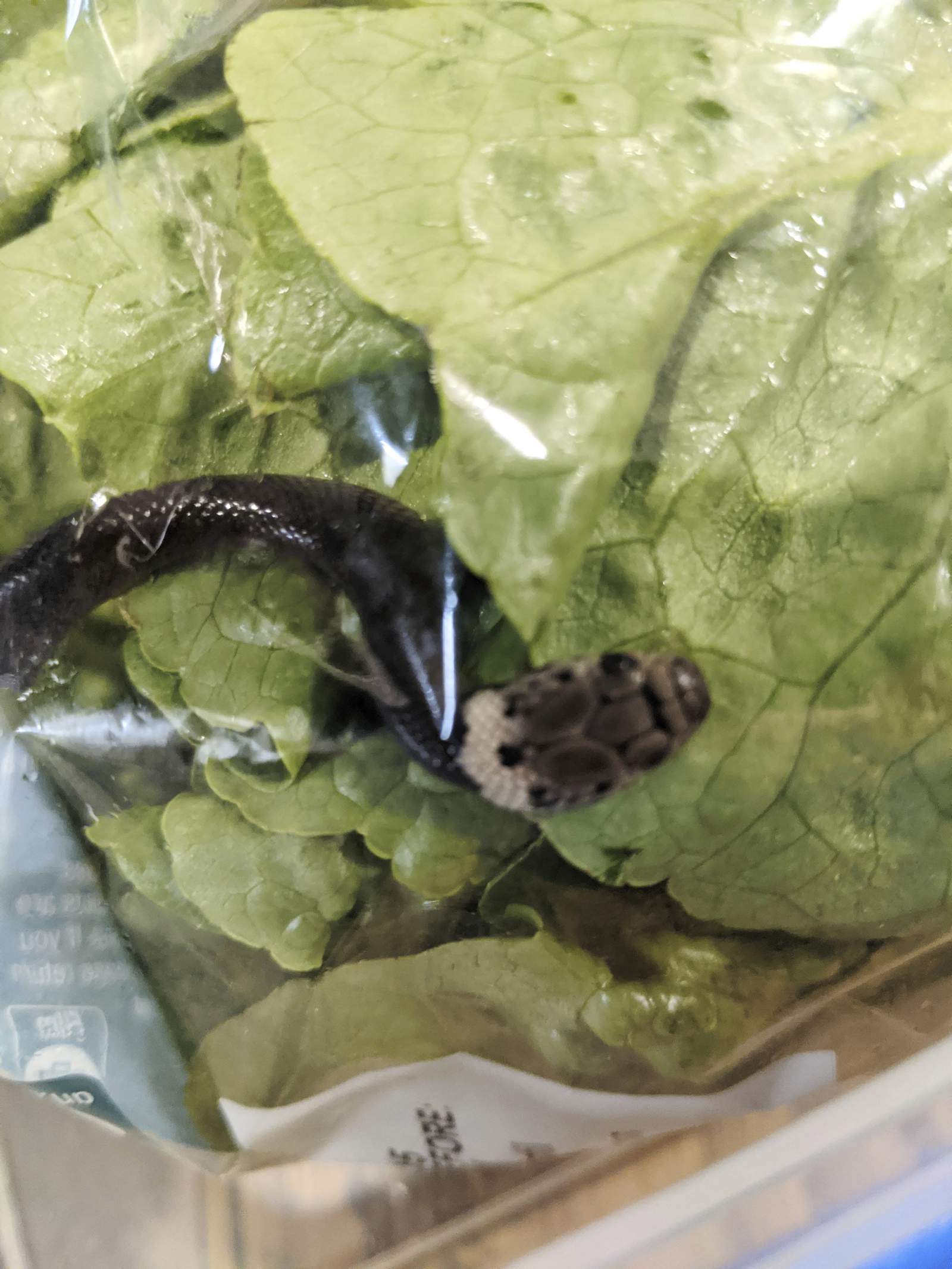 Man finds snake in lettuce bought at supermarket