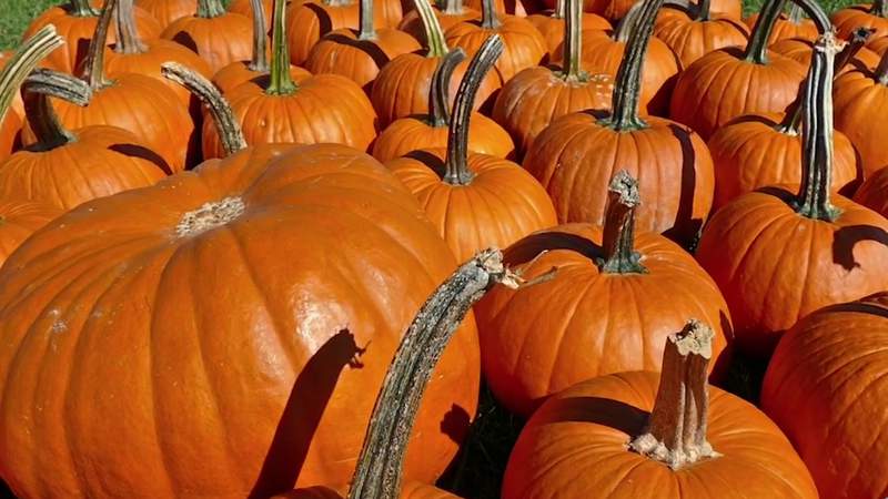 Spooktacular weekend: Coolest air of season hits Central Florida