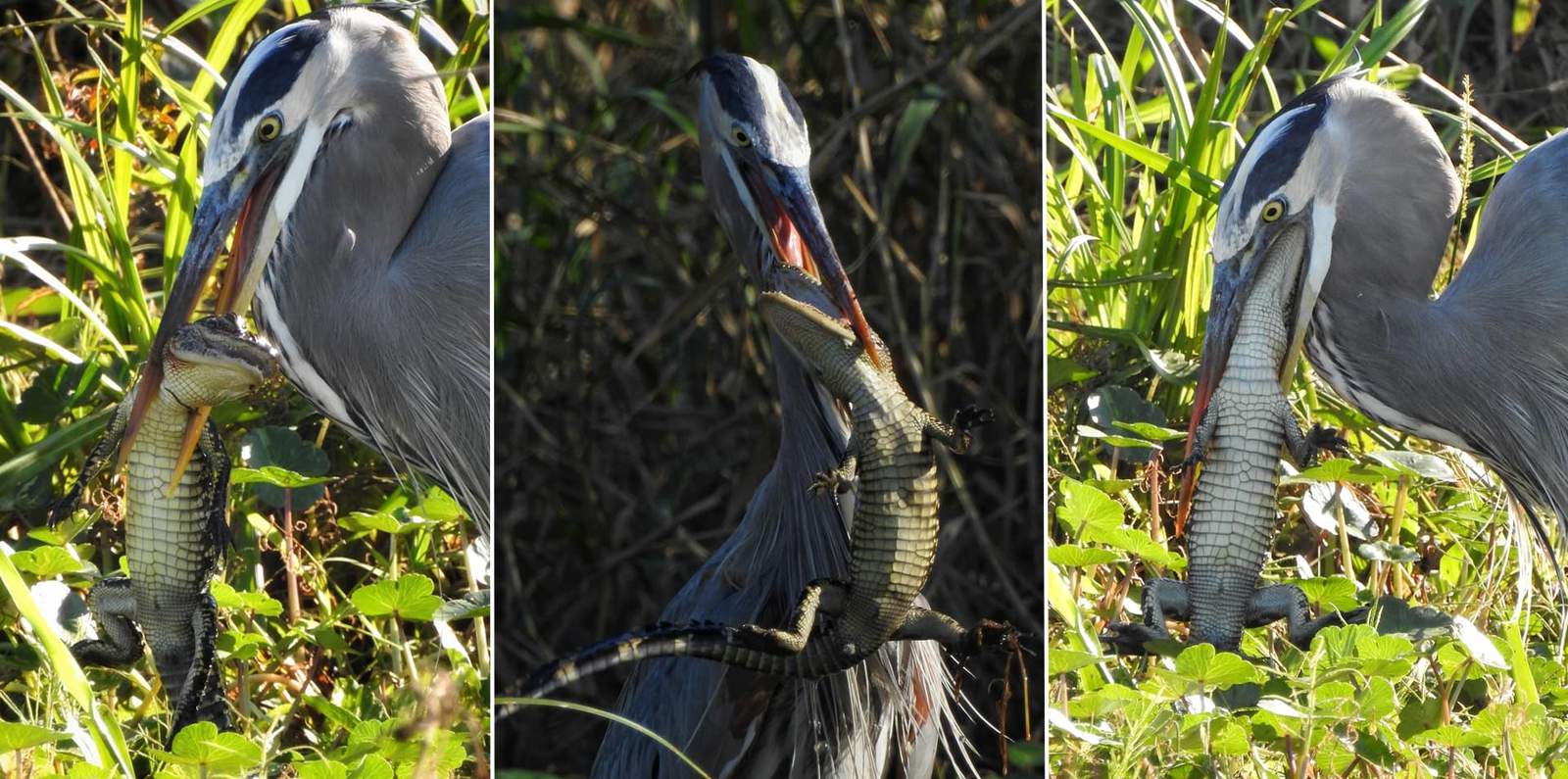 Nature caught on camera: Frame-by-frame photos show heron devouring alligator