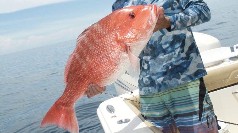 Dates announced for Florida’s Gulf red snapper season