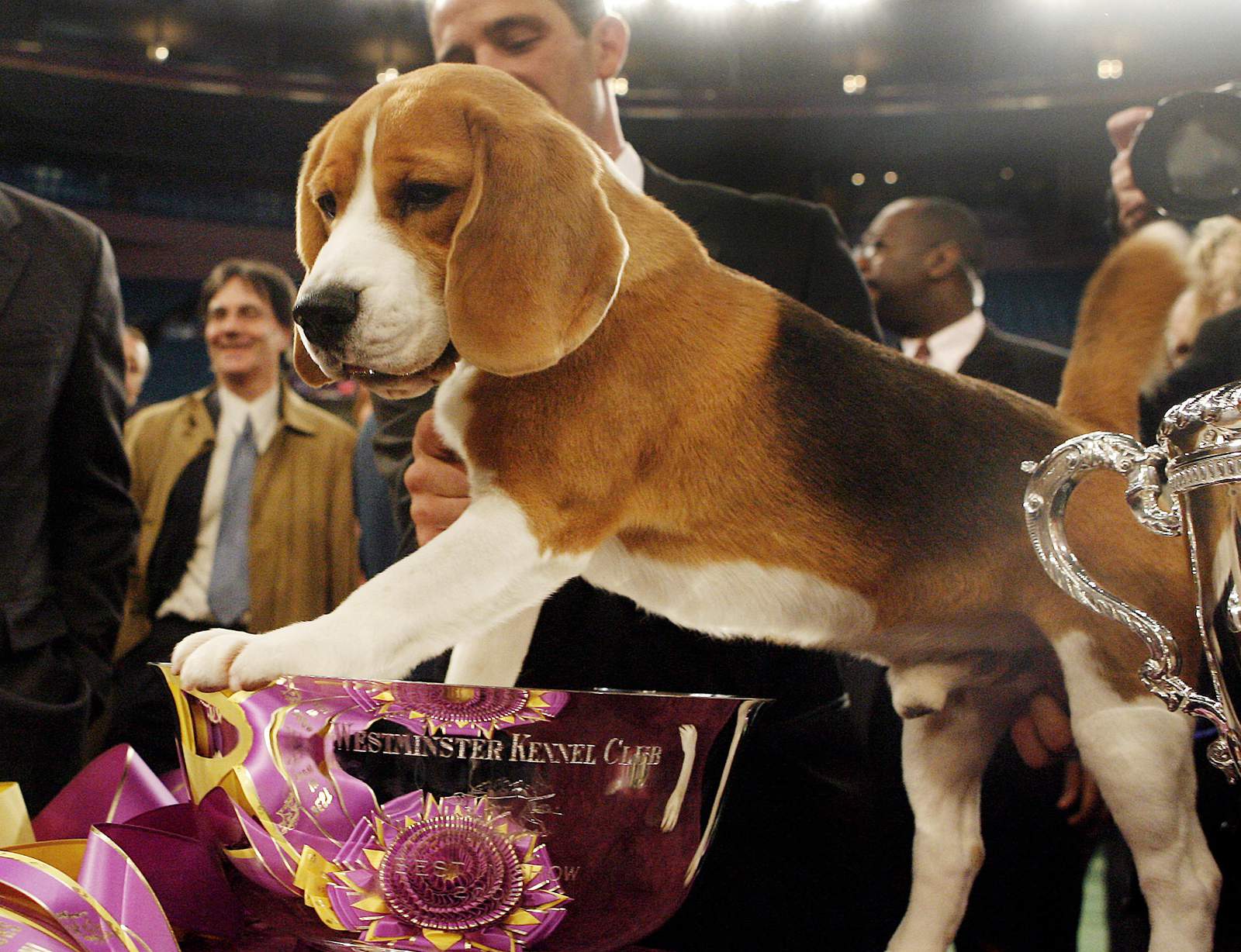 Good dogs! 20 years of covering Westminster Kennel Club show