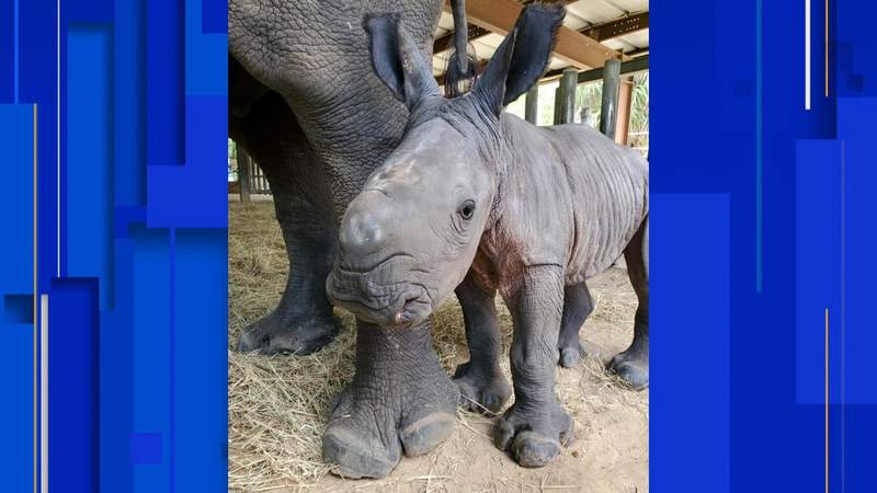 ZooTampa announces birth of rare southern white rhino
