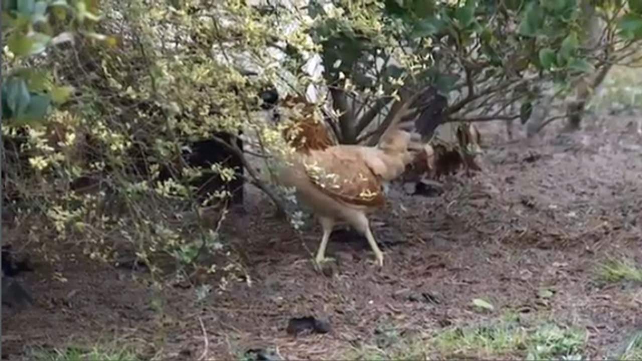 Hundreds of chickens seized from Volusia home in suspected cockfighting operation