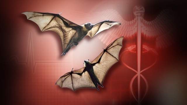 Bat tests positive for rabies in Micanopy
