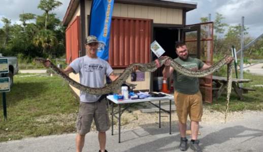 223 Burmese pythons removed from Everglades during July contest