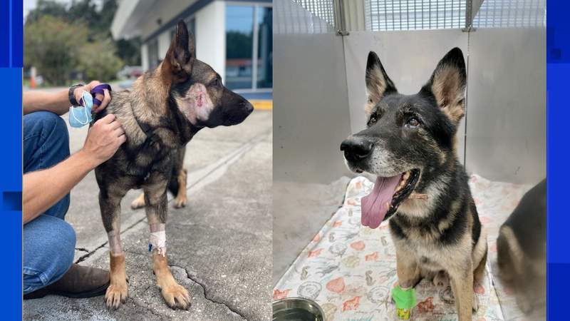 2 K-9s injured after being shot by armed carjacking suspect fleeing Volusia deputies, officials say