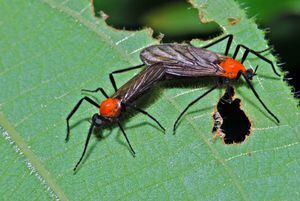 Are lovebugs disappearing from Florida? Here's what we know