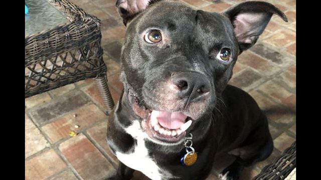 Puppies In Orlando Looking For Their Fur Ever Homes