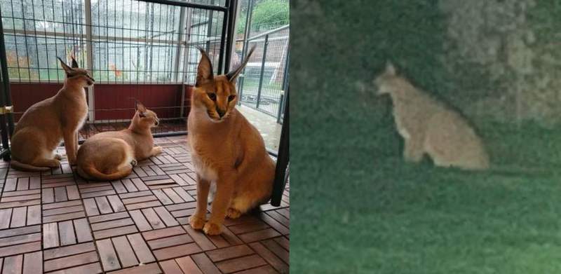 Large African cat escapes from home, prowls Detroit suburb