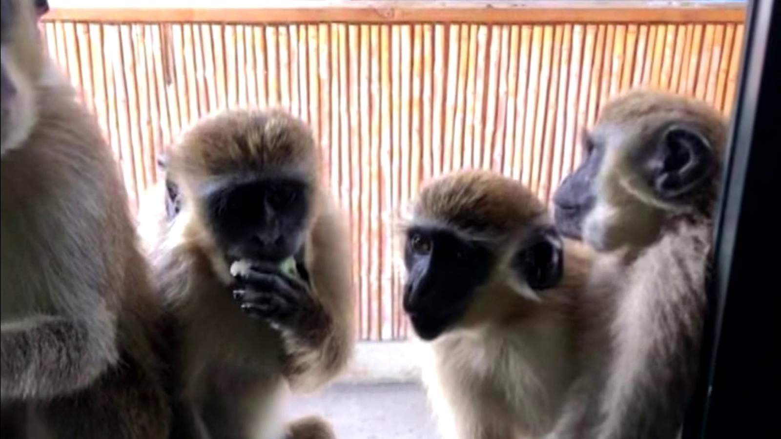 Colony of ‘friendly’ wild vervet monkeys grows near Florida airport