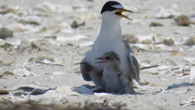 FWC reminds to watch for nesting shorebirds, sea turtles this 4th of July