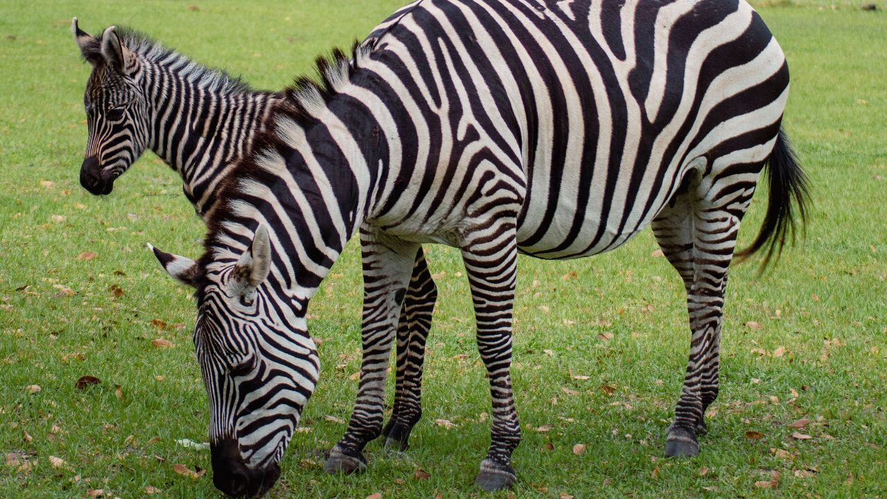 Wild Florida celebrates arrival of new zebra foal
