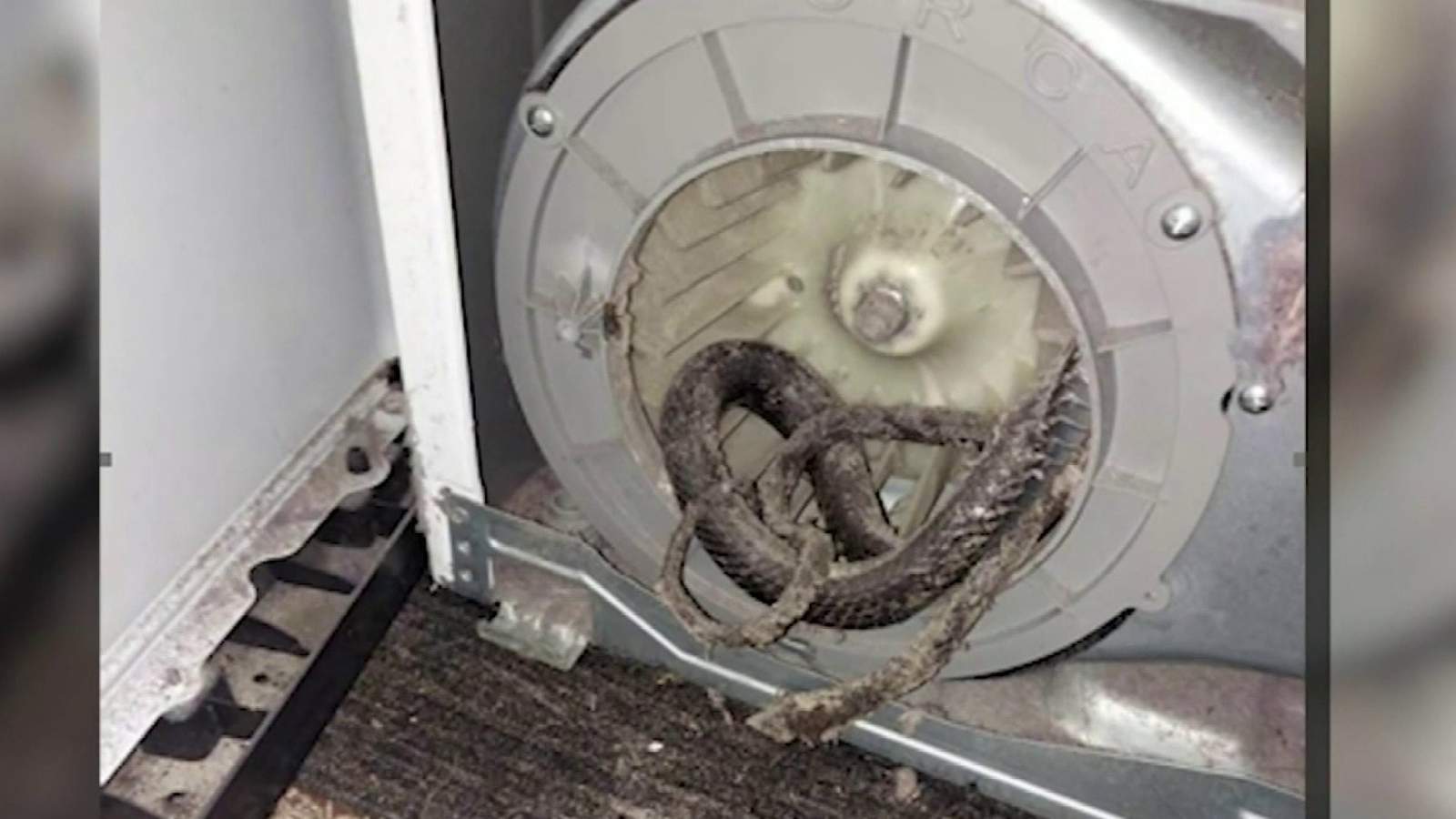 ‘There’s a dead snake in there:’ Florida family finds serpent snarled up in dryer