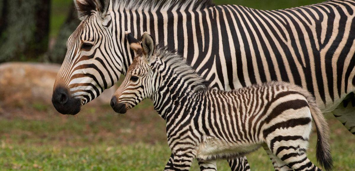 Walt Disney World announces name of newest baby zebra