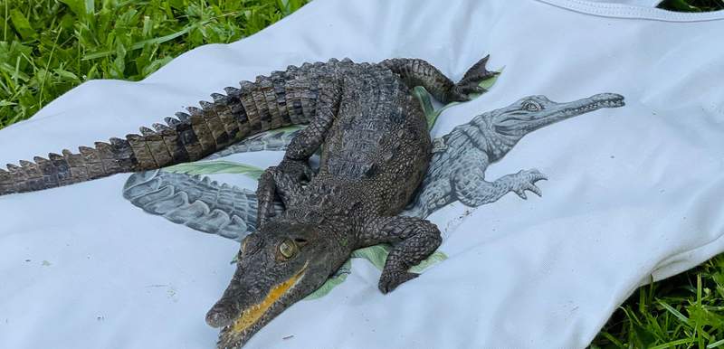 Croc top: Gatorland collaborates with local artist to create unique T-shirts