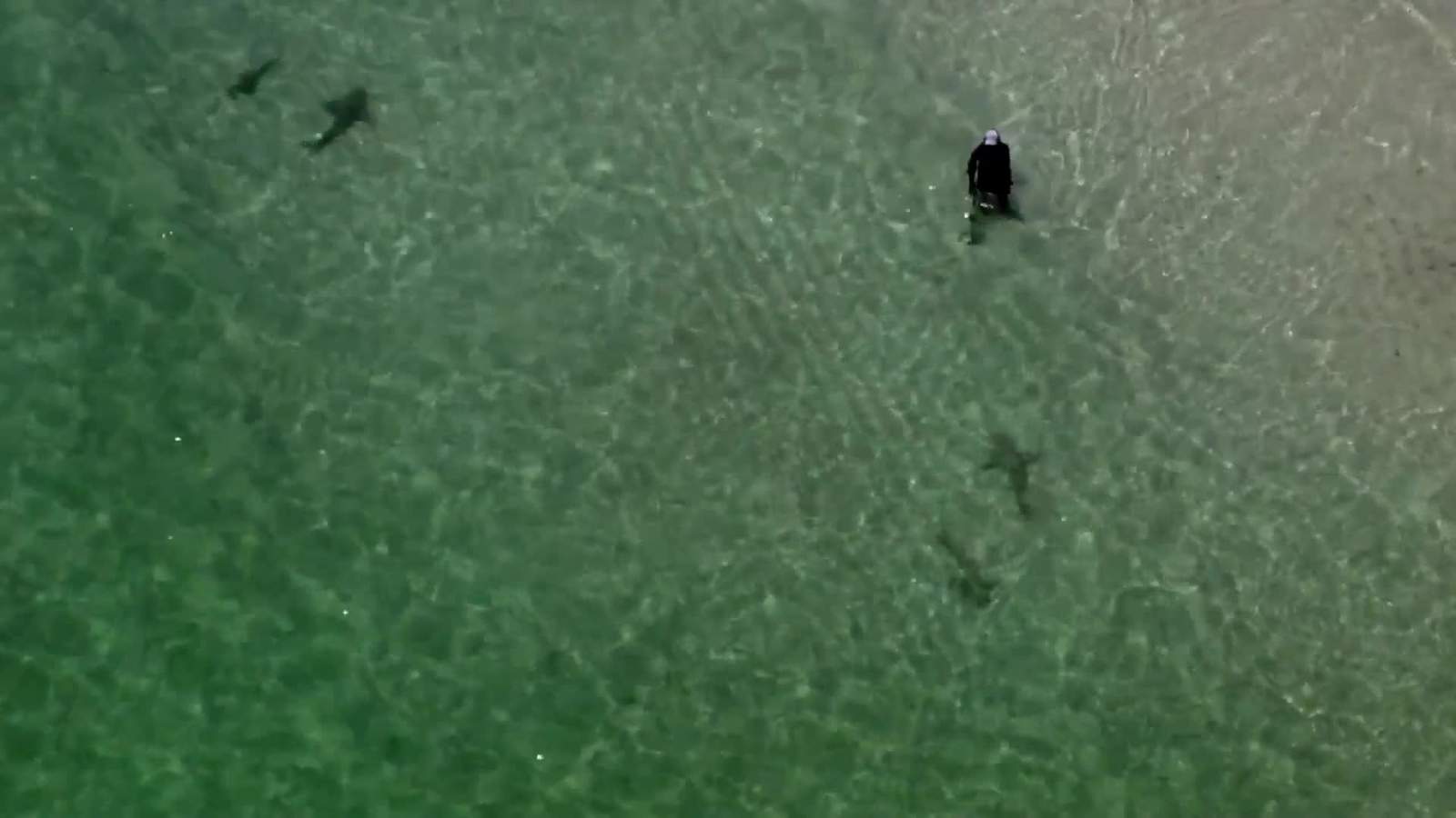 Sharks spotted close to shore as Miami-Dade beaches reopen