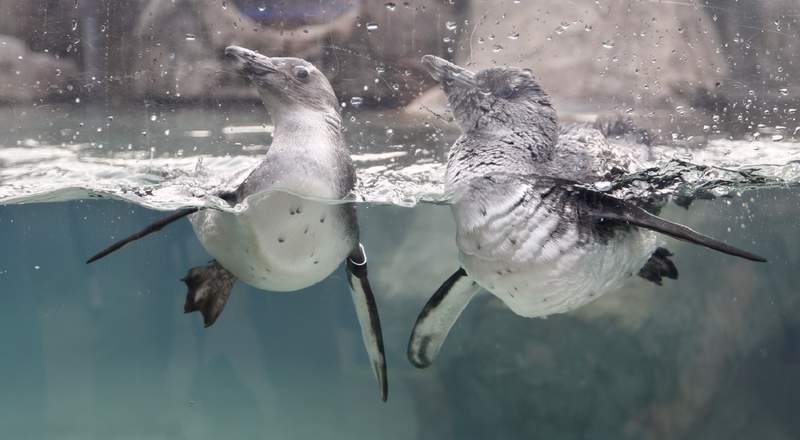 ‘Tragic course of events:’ 7 penguins mysteriously die at Florida Aquarium