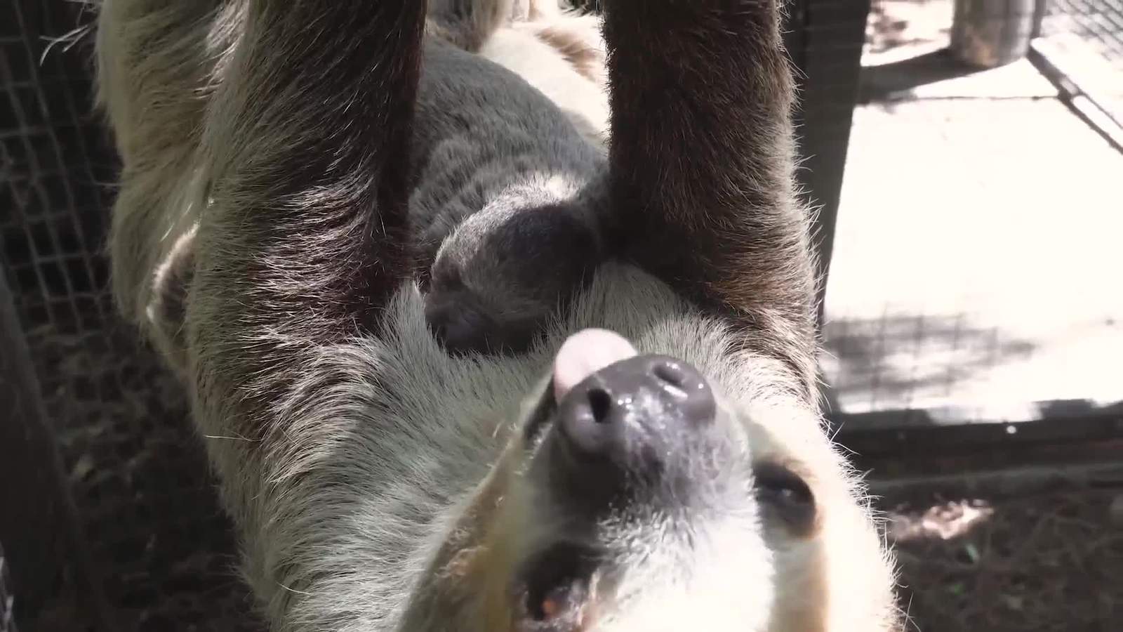 First look: Adorable baby sloth born at Brevard Zoo