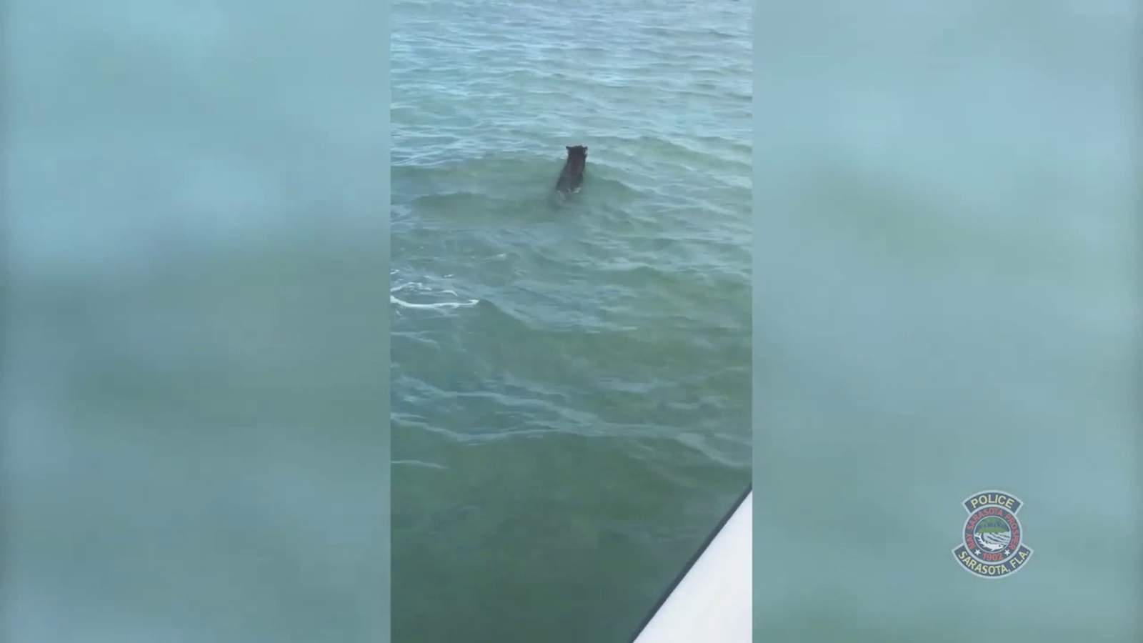 Video: Florida officer rescues coyote that was floundering in water at Sarasota Bay