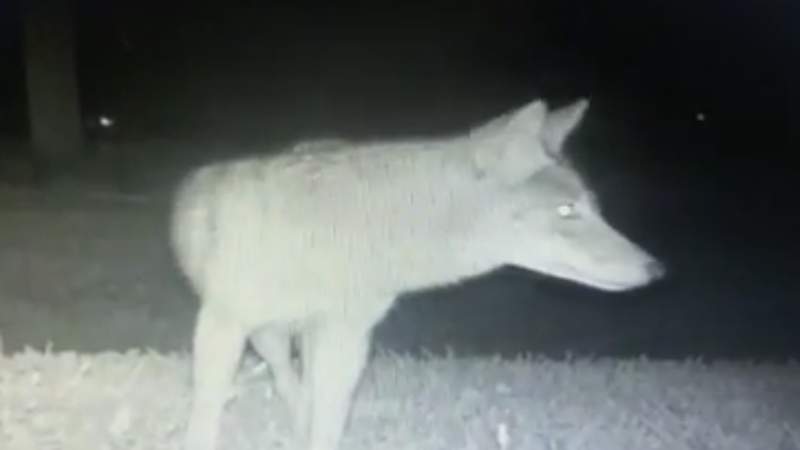 Neighbors spot coyote in Orlando’s Audubon Park