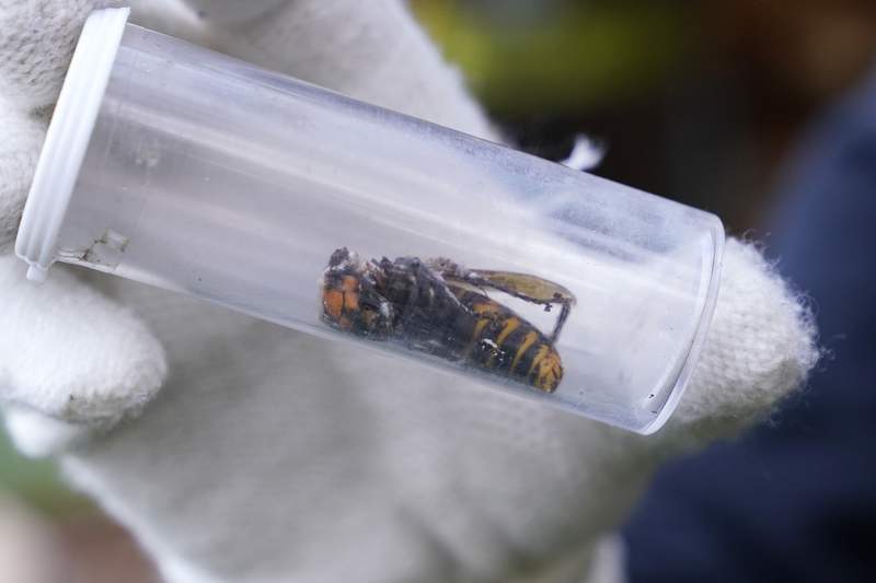 Dead ‘murder hornet’ near Seattle is first found in US in 2021