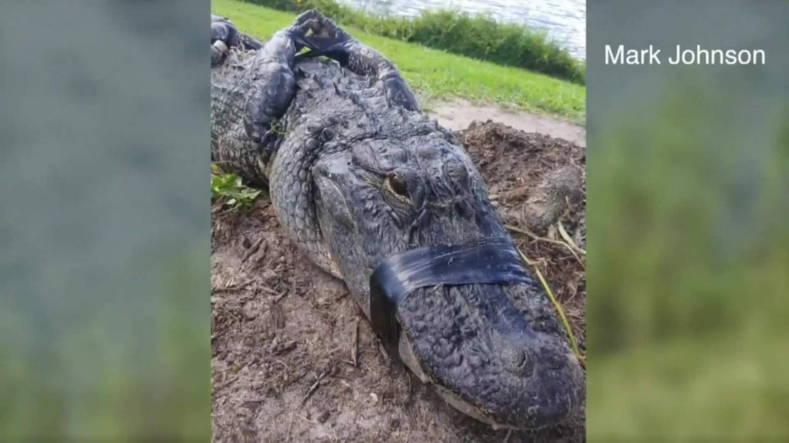 This simple move likely saved Florida man’s life after gator bite