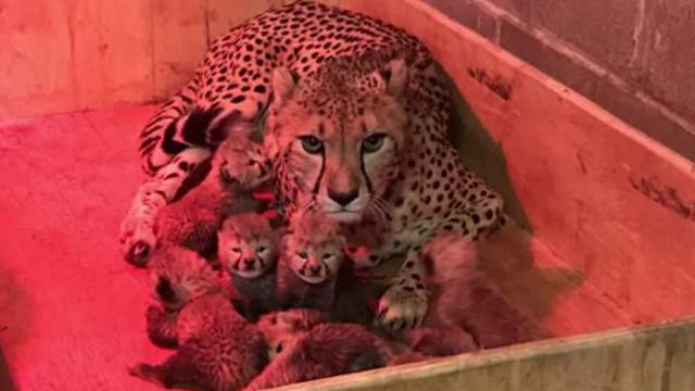 Cheetah gives birth to record-breaking 8 cubs