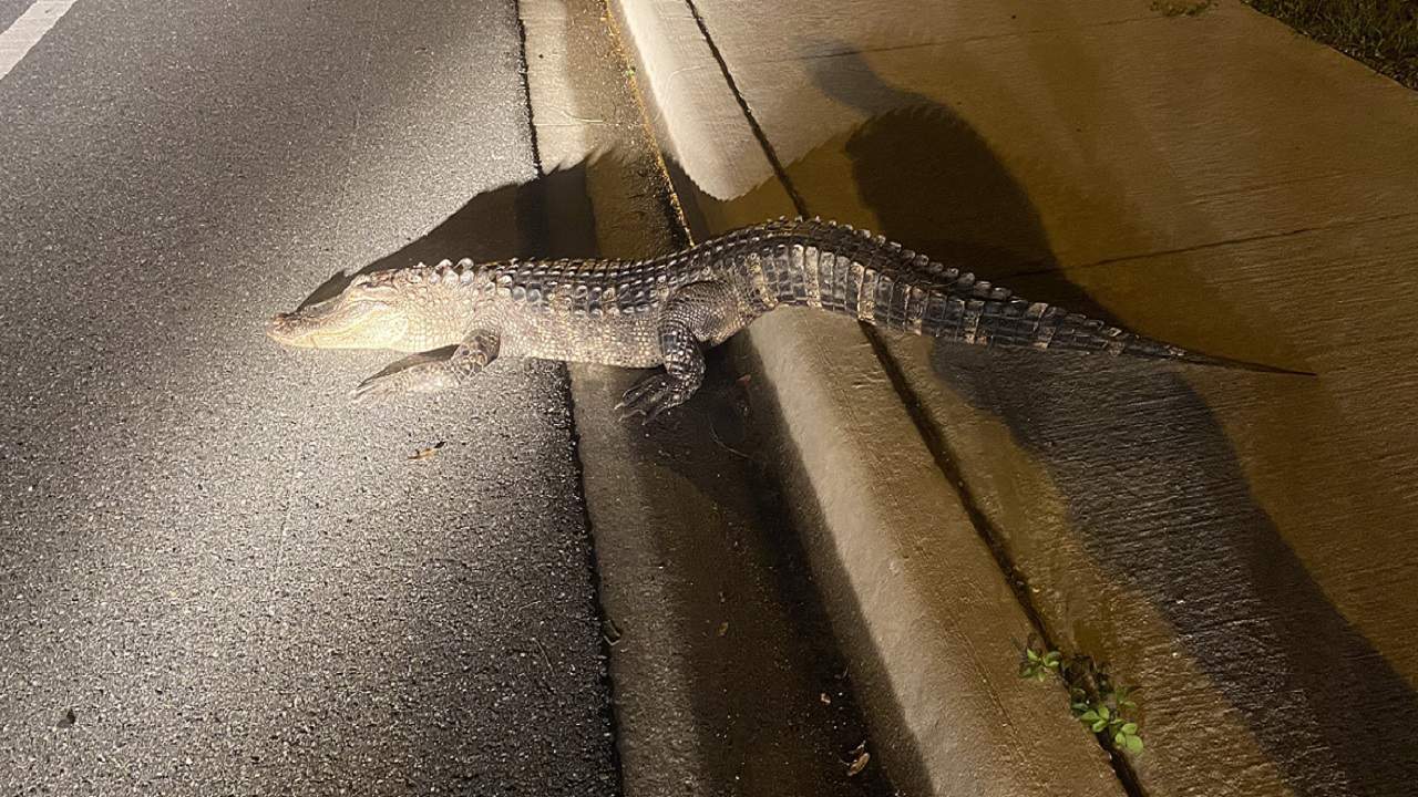 Speed bump: Gator survives collision with car
