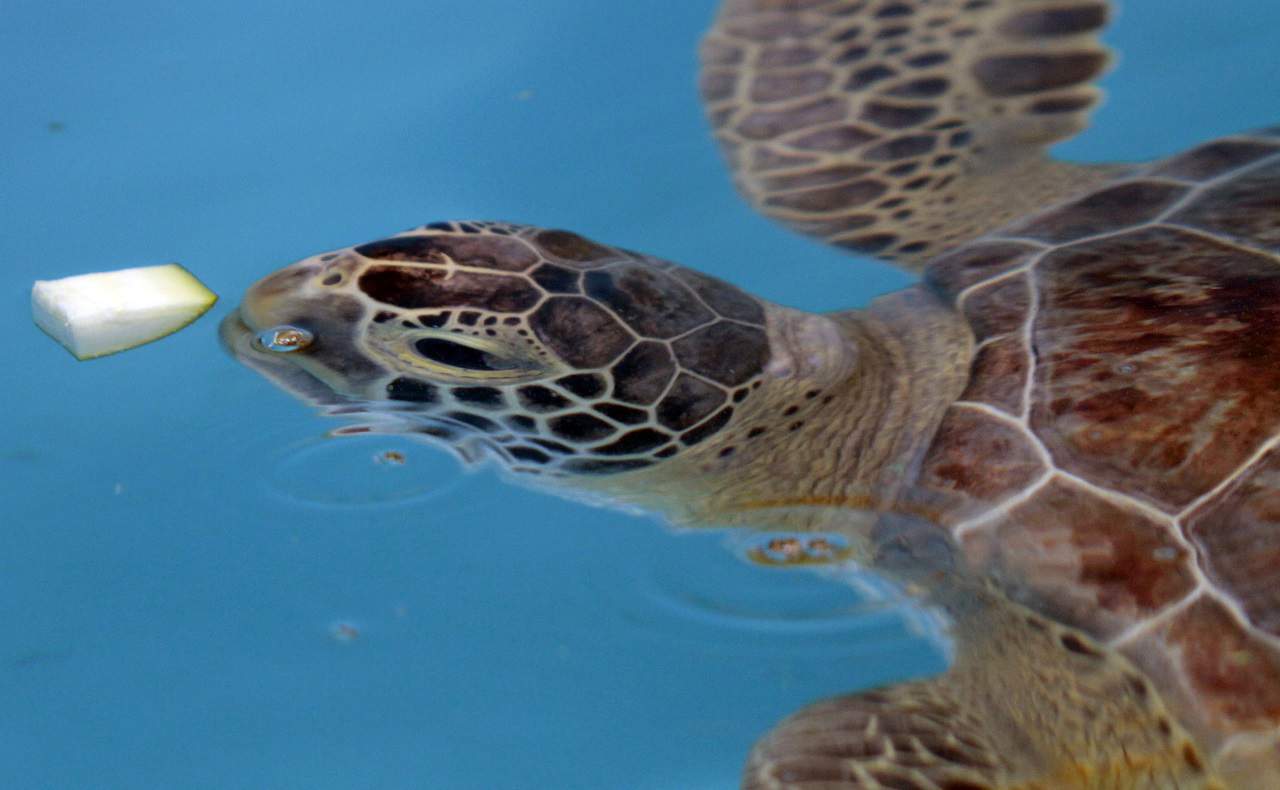How the Florida Aquarium feeds 8,000 animals a day